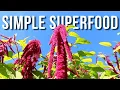 Download Lagu Why You Should Grow Amaranth • Ep. 55