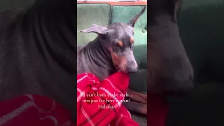 Time to pout lol !! Big baby ! #fyp #dream #doberman #pets #life