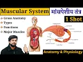 Muscular System Anatomy and Physiology in Hindi Types Major Muscles DMLT BMLT Nursing