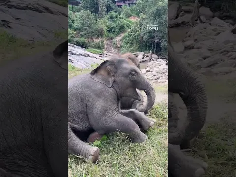 Playful Baby Elephant Ton Nao Wrestles with Big Brother Junior - Thai Elephant Story