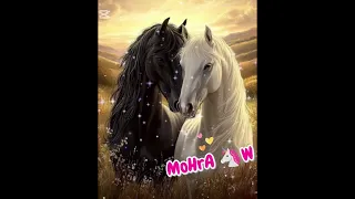 معايا بهاء سلطان    دندنها