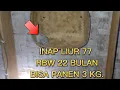 inap liur 77 terbukti bisa panen 3kg dalam waktu 22 bulan