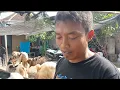 Lagu Pasar kambing bendilwungu sumbergempol tulung agung(29 11 2025) harga biasa#
