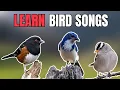 Download Lagu Learn These Common Bird Songs! (Western North American)
