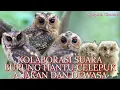 Download Lagu SUARA BURUNG HANTU JENIS CELEPUK ANAKAN DAN DEWASA  DIJAMIN LANGSUNG NEMPEL