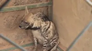 صوت  الضبع الحقيقي دندنها
