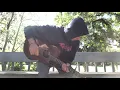 Macseal - "Cats" (acoustic cover by Townies)