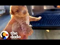 Lagu Little Puppy With a Boxing-Glove Paw Makes the Sweetest Recovery | The Dodo