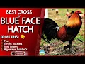 Some of the great combination of this blue face hatch chicken