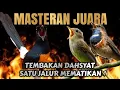 Ngerii poll‼️MASTERAN MURAI BATU INI