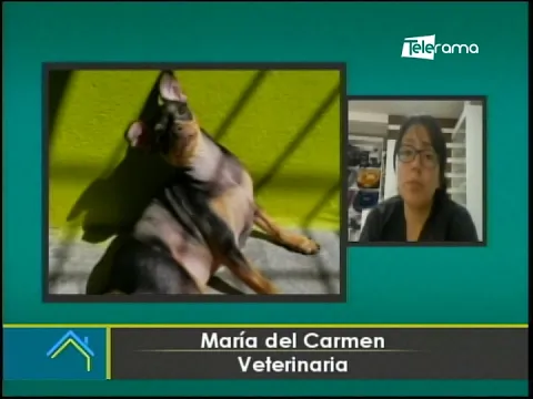 ¿Por qué los perros deben recibir el sol?