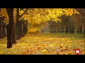 Meditation Music | Calm Sleeping music | Spiritual Healing Music 24/7 Live
