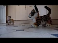 FurReal Friends Roaring Tyler Tiger Vs 3 Chihuahua Dogs