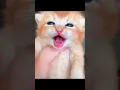 Download Lagu kitten said \