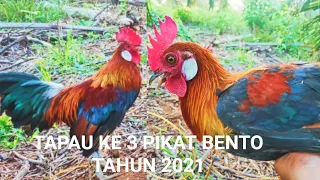 Download Memuaskan || AYAM PIKAT andalan berhasil mendapatkan AYAM HUTAN cantik MP3