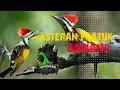 Download Lagu Platuk Bawang gacor ‼️ Masteran paltuk bawang Jernih