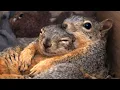 Man discovers squirrels hug and kiss loved ones in privacy of their homes