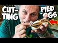 CUTTING PIED BALL PYTHON EGGS BRIAN BARCZYK