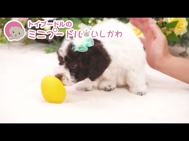 動画