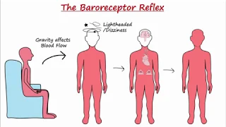 Download Baroreceptor Reflex MP3