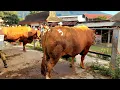 Download Lagu TEMPAT KUMPULAN SAPI JUMBO🔥 PASAR SAPI WAGE PLAOSAN