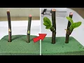 Download Lagu Tips to propagate orchids super fast use Floral Foam Green