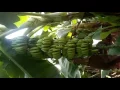Download Lagu Banana tissue culture plants results from Rise n shine biotech pvt.ltd.pune Maharashtra India