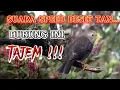 Download Lagu Suara Masteran Burung Jalak Lawu Pass Buat Isian Murai !!!