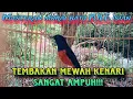 Download Lagu Masteran murai batu FULL isian tembakan MEWAH KENARI sangat ampuh!!!