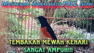 masteran murai batu full isian tembakan mewah kenari sangat ampuh 