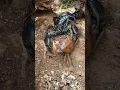 Download Lagu SCORPION and CRAB meet and fight for territory 🦀🦂 | Tropical Forest Bees #scorpion #crab