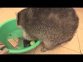 Raccoon will wash everything you love!