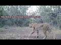 Bobcat Howl Chirp Vocalization 2022