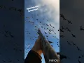 Download Lagu FINISHING Snow Geese in the Dave Smith Decoys!   #snowgoose #conservationorder #hunting