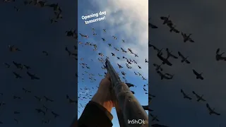 FINISHING Snow Geese In The Dave Smith Decoys Snowgoose Conservationorder Hunting 