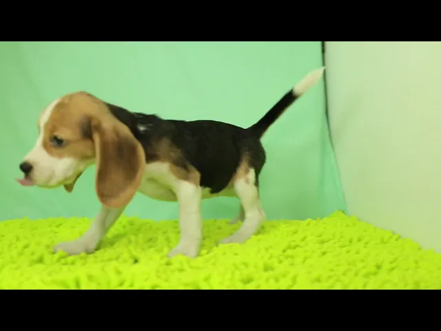 動画