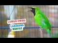 Download Lagu Cucak Ijo Gacor Memancing Lawan Aagr Emosi dan Jamtrok! Cykyp 5 Menit Lawan Langsung ON