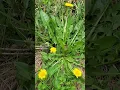 Download Lagu Important if you are planning to eat dandelions