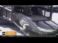 Florida Man runs over 11-foot gator to save neighbor from attack