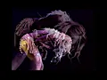 Lebo Mathosa - Free (Live Performace)