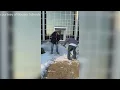 Clearing the ice at Bossier Parish Schools