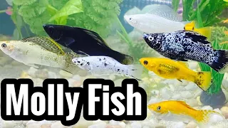 Black Molly Fish Care Need to Know