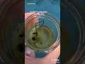 DIRTY SWIMMING POOL WATER UNDER MICROSCOPE?!?!?!🔬🔬 😱😱#shorts #science
