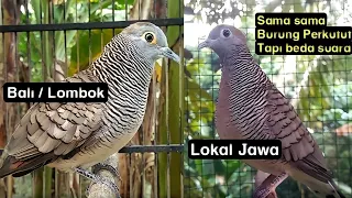 Download Perkutut Bali Vs Perkutut Lokal MP3