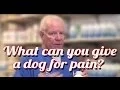 What Can I Give My Dog For Pain - Ask the Expert Dr David Randall