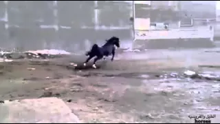 تأملت والدنيا بها العجب والعجب دندنها