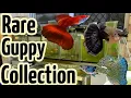 Download Lagu Rare Guppy Collection | FULL TOUR!!!
