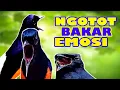 Download Lagu PANCINGAN murai batu PAGI SIANG SORE SLALU BIKIN EMOSI BONGKAR MATERI SEKALI GEDORR LANGSUNG GACORRR
