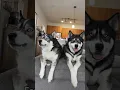 Download Lagu Happy Father’s Day from Blue and Titan! #fathersday #shorts #dogs #dogshorts #huskies