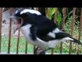 Download Lagu pancingan burung decu kembang